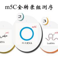 m5C-BS-seq全转录组测序(Spike-In Plus)