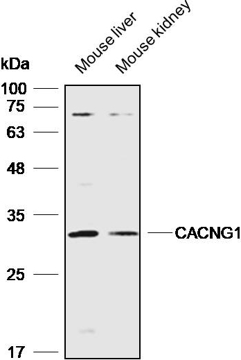 Anti-CACNG1 Polyclonal Antibod