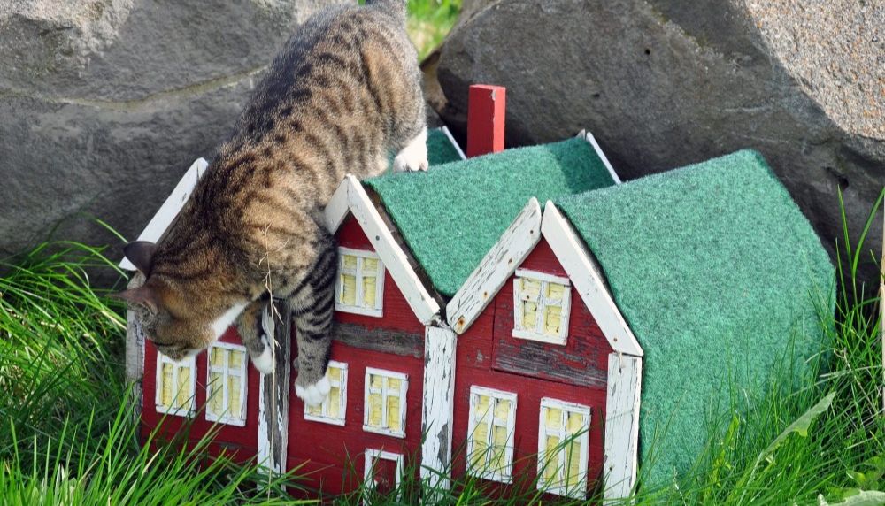 如何对心血管系统中的内皮细胞进行体外研究