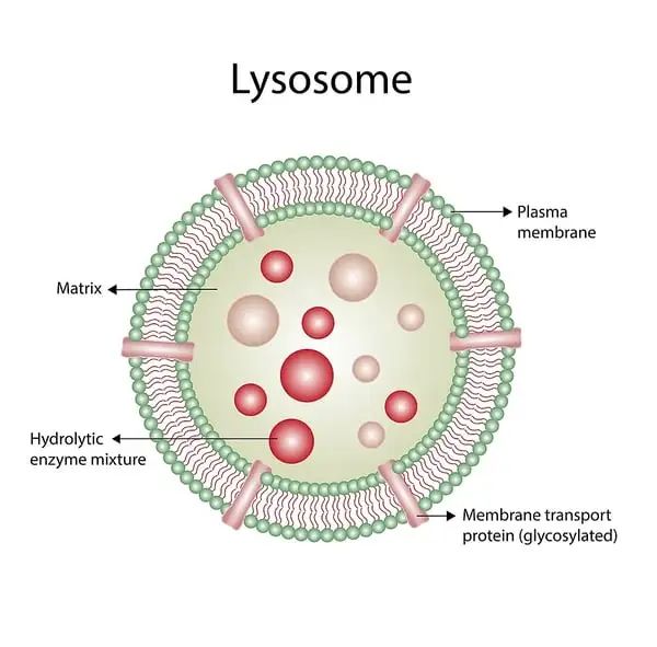 击破“不可成药”：靶向蛋白降解技术的发展
