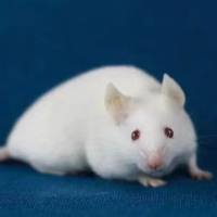 大小鼠心肌肥厚模型