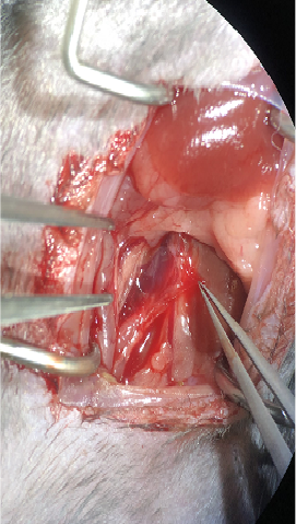 大小鼠肺动脉高压模型