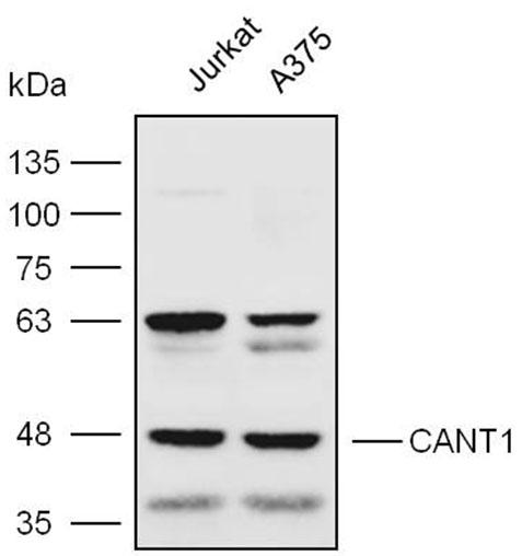 Anti-CANT1 Polyclonal Antibody