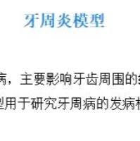 牙周炎模型