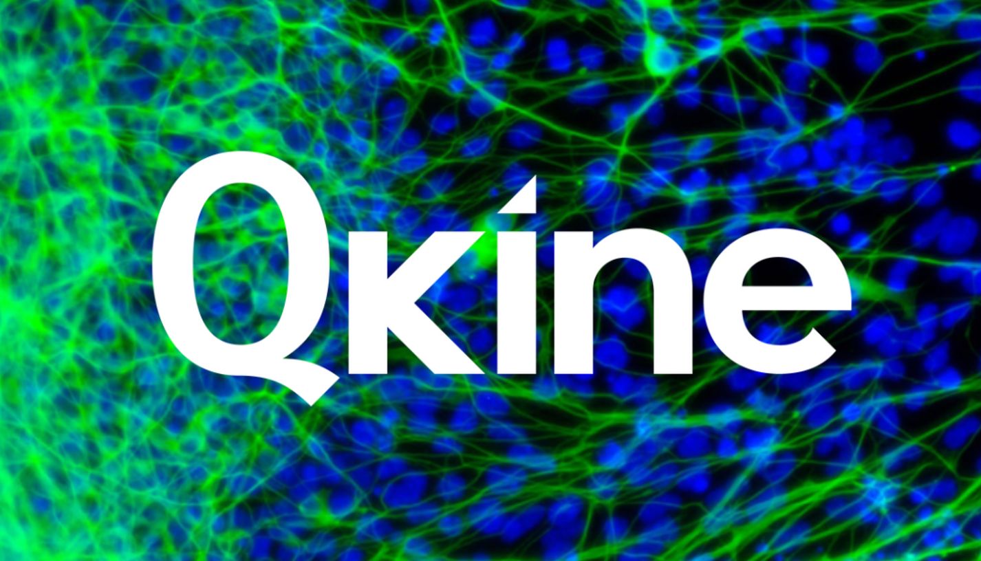 QKine--用于神经干细胞和脑神经类器官培养的营养因子（下）