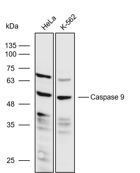 Anti-Caspase 9  Monoclonal Ant