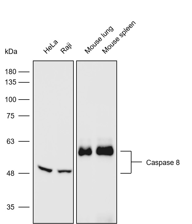 Anti-Caspase 8 Monoclonal Anti