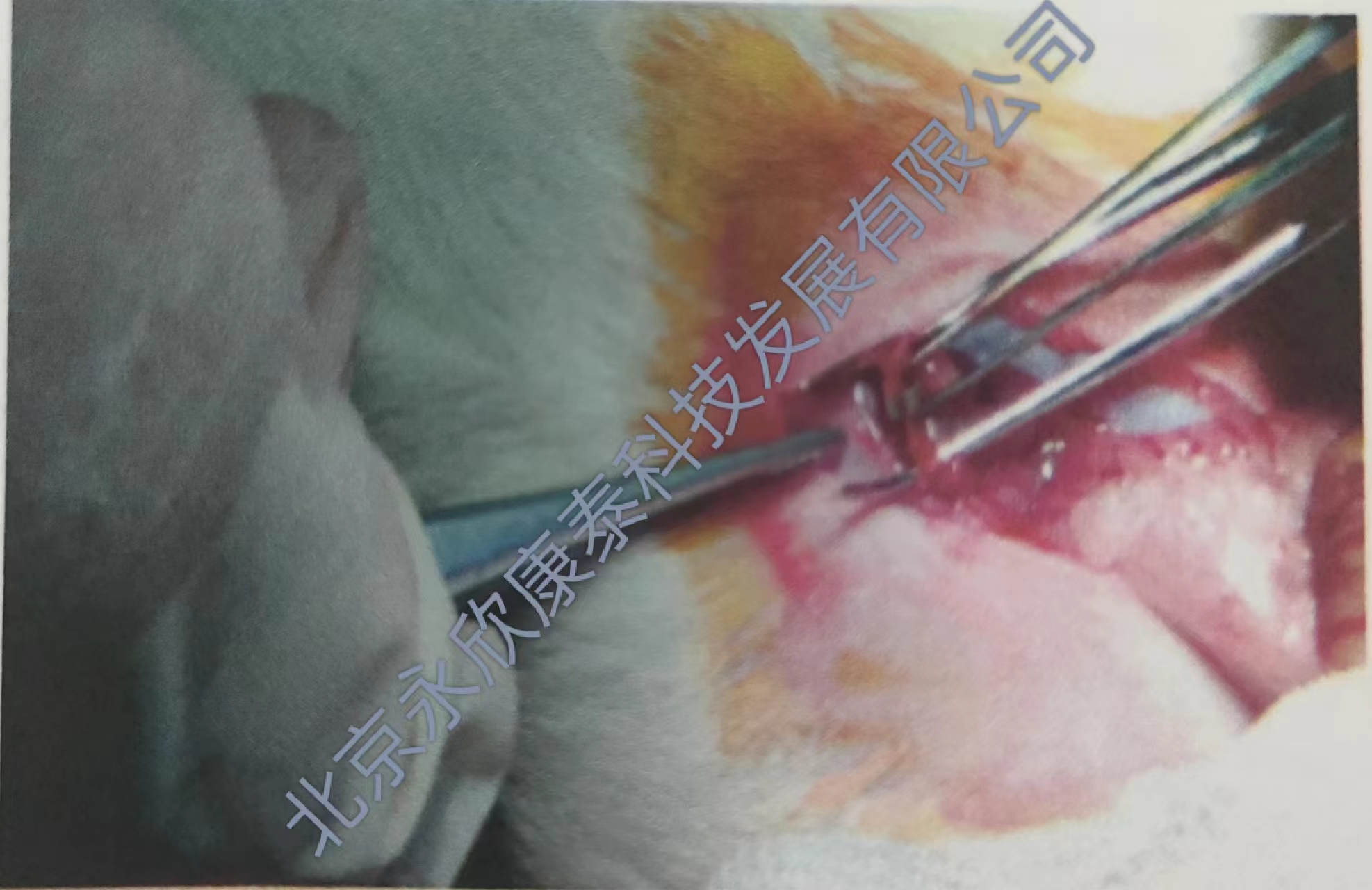 肾缺血再灌注损伤模型