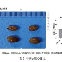 主动脉弓狭窄（TAC）模型