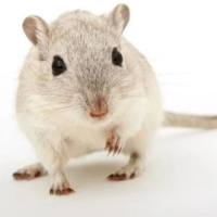 颅骨缺损愈合模型