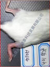 ����ʯ��������Ѫ֢���ʵ��ģ��