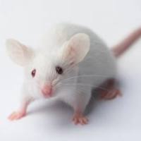 肾动脉狭窄高压模型