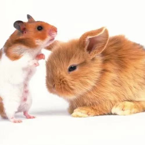 肾缺血动脉狭窄模型