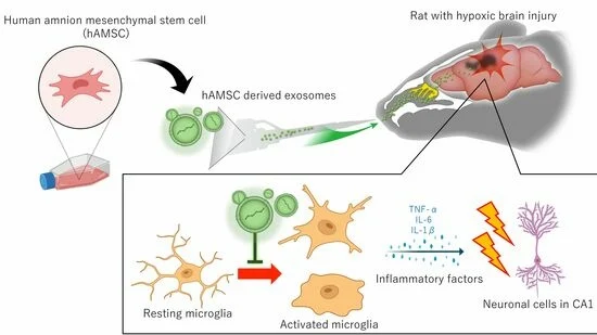 前沿速递:鼻内给药外泌体可减轻缺氧缺血性脑损伤