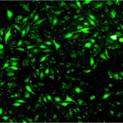 检测服务丨细胞转染实验
