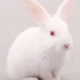 兔动脉粥样硬化模型