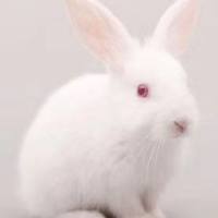 兔动脉粥样硬化模型