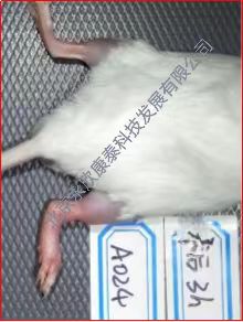 ����ʯ��������Ѫ֢���ʵ��ģ��