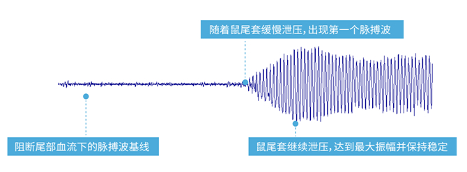 小鼠血压计,小鼠无创血压测量仪