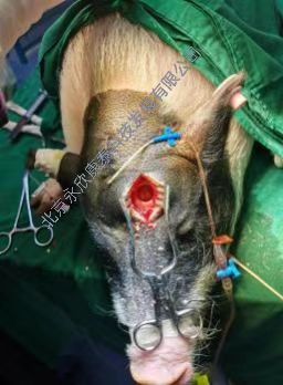 �������Բ���������ģ��