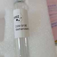 DSM 9195