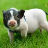 小型猪动脉粥样硬化模型