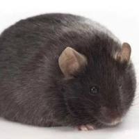 ob/ob糖尿病肥胖鼠相关实验