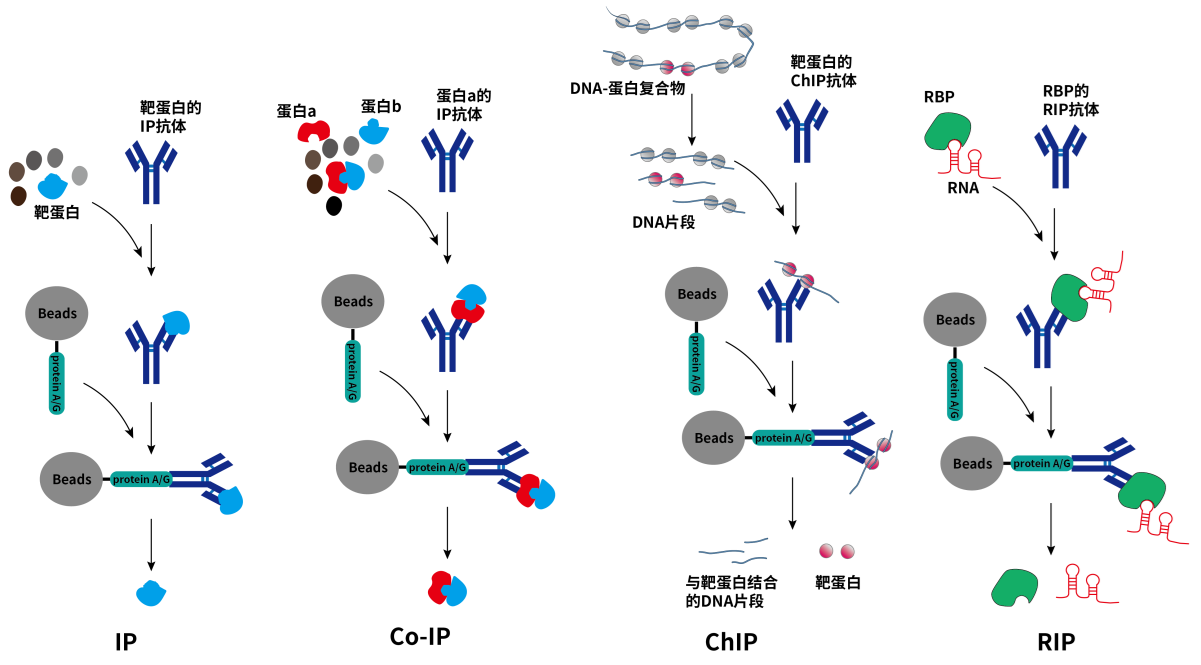 分子互作干货丨免疫沉淀（IP）技术详解