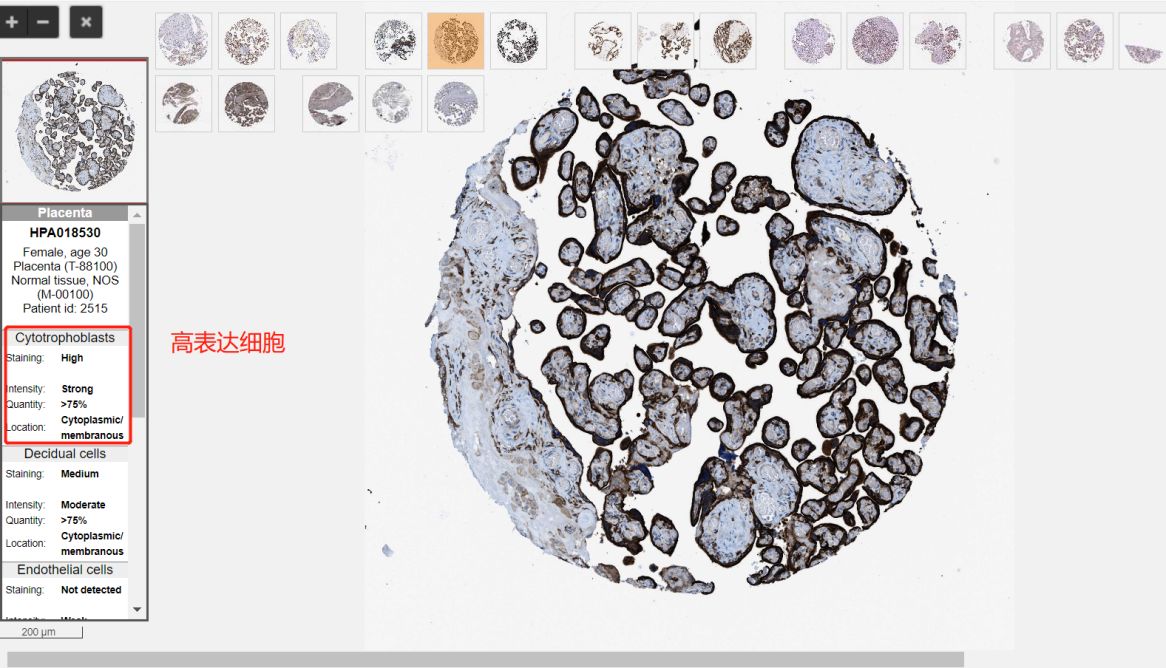 解锁蛋白质的秘密：蛋白信息查询工具与使用指南
