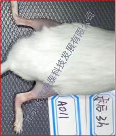 ����ʯ��������Ѫ֢���ʵ��ģ��