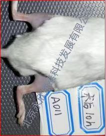 ����ʯ��������Ѫ֢���ʵ��ģ��