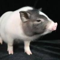 小型猪急性肺栓塞模型