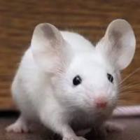 肾缺血肾衰竭动物模型