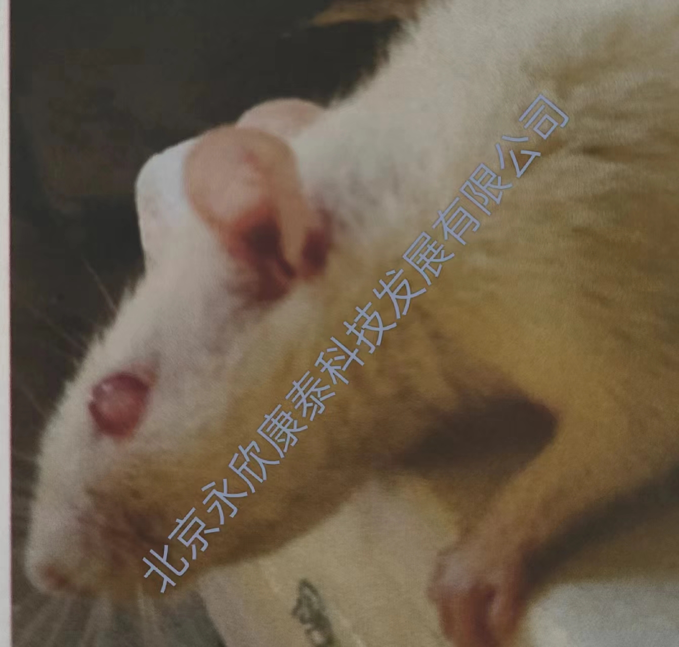 糖尿病肾病及引起的并发症模型