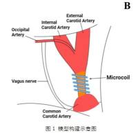 血管性痴呆（VD）模型