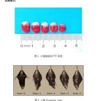 大脑中动脉栓塞模型(MCAO)