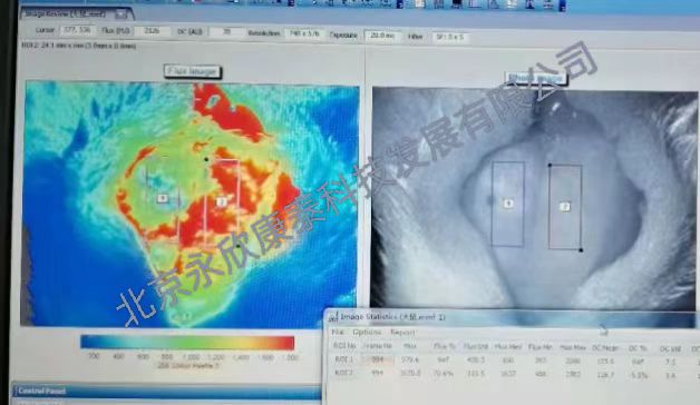 ��С����ȱѪģ��