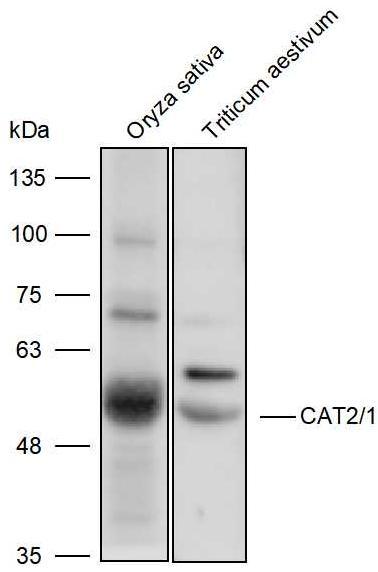 Anti-CAT2/1 polyclonal Antibod