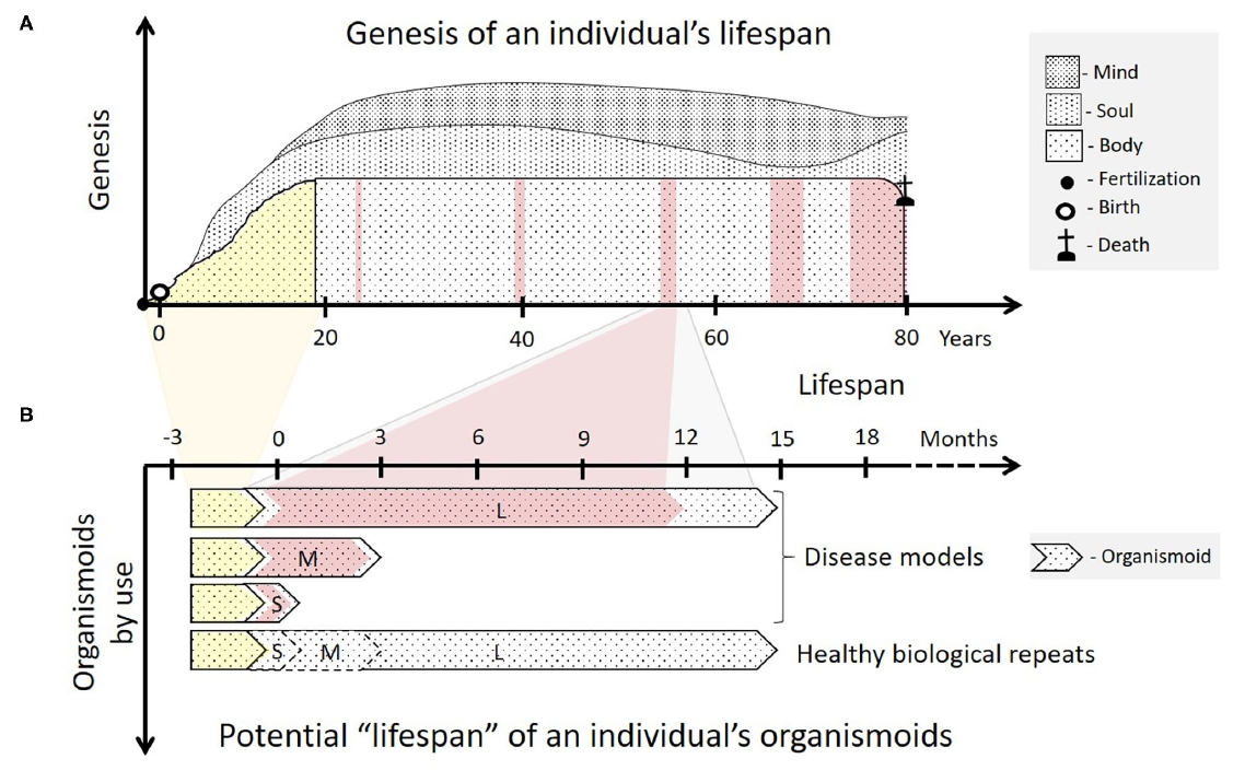 芯片上的患者—多器官串联芯片Multi-Organ-on-Chip应用于精准医疗