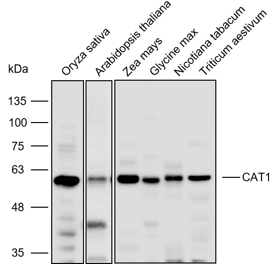 Anti-CAT1 polyclonal Antibody 