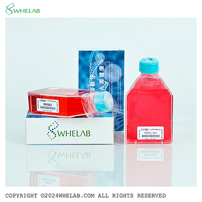 Calu-6[CaLu-6; CALU-6; Calu.6; Calu 6; Calu6; CALU6]人肺退行性癌细胞