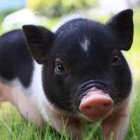 大动物行为学评估