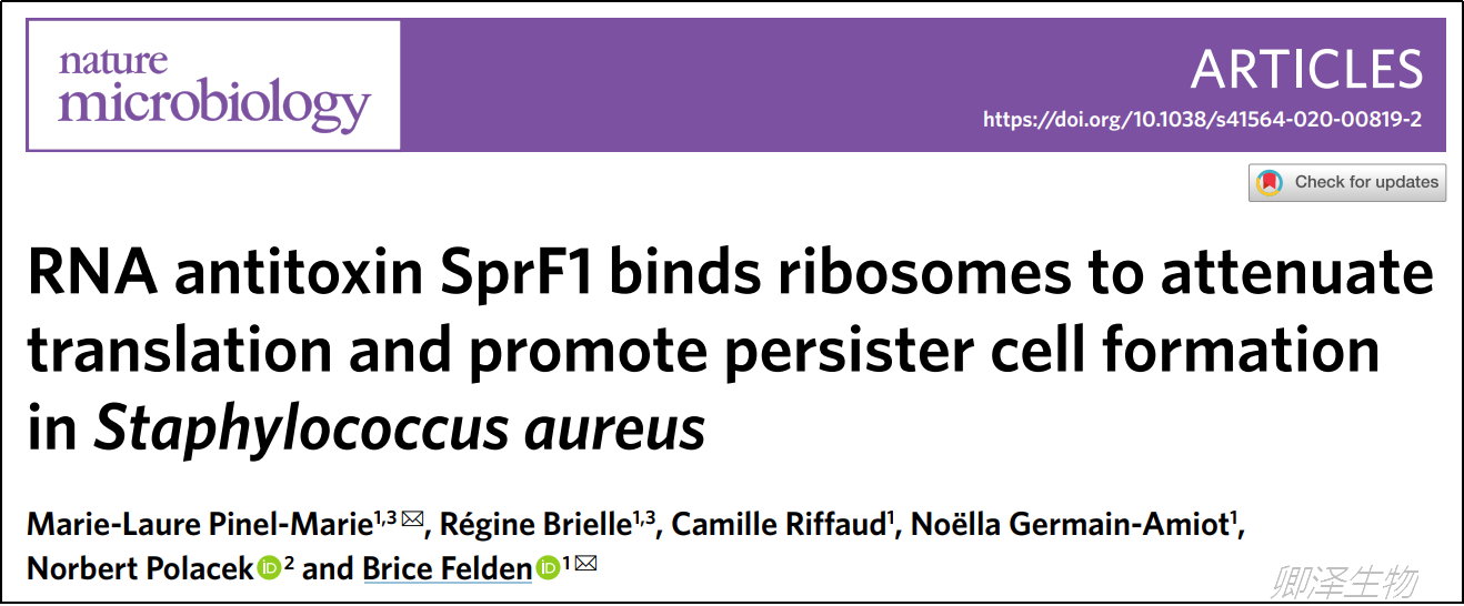 Nat Microbiol . | Polysome profiling技术助力揭示S. aureus抗生素耐受机制