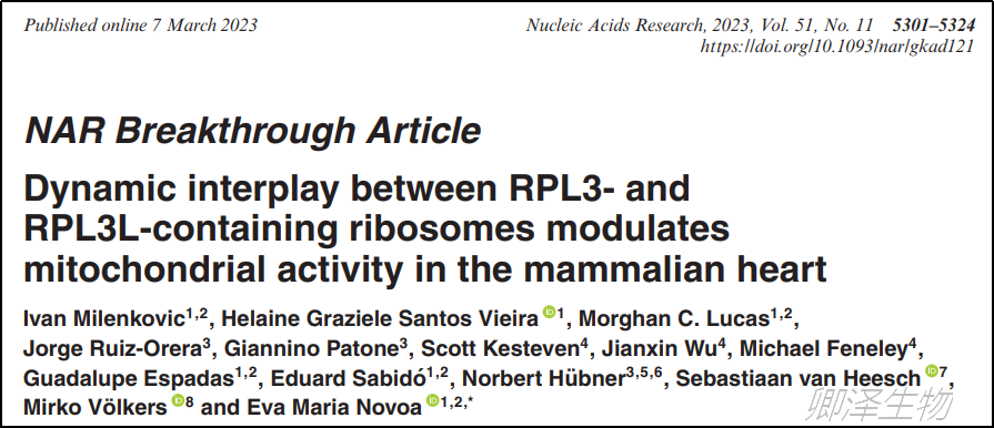 Nucleic Acids Res. | 翻译组学技术助力阐释核糖体异质性的功能分析