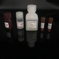 酵母基因组DNA提取试剂盒