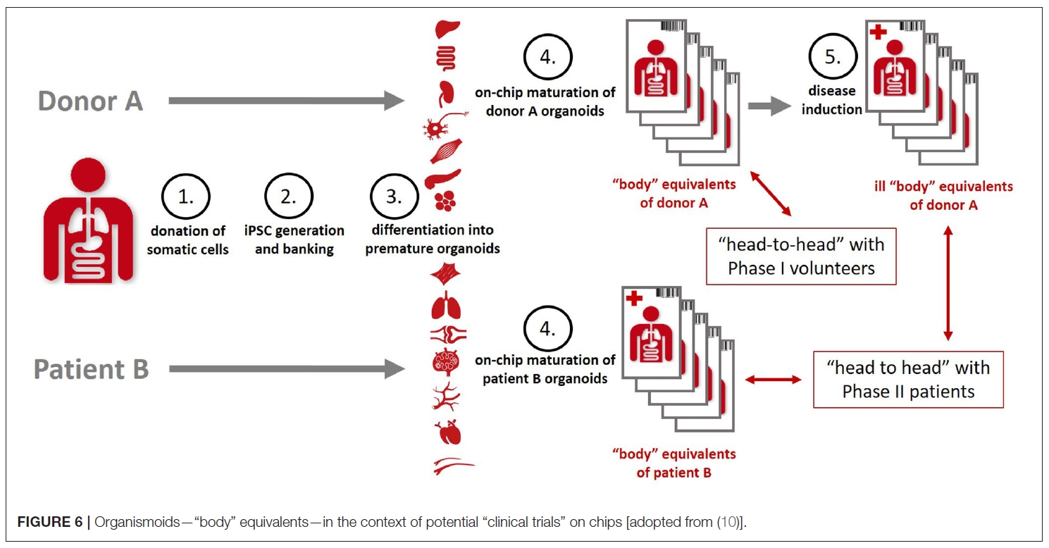 芯片上的患者—多器官串联芯片Multi-Organ-on-Chip应用于精准医疗