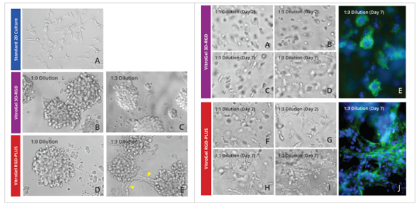 TheWell Bioscience促销:U - 87 MG胶质母细胞瘤细胞 TheWell Bioscience促销:U - 87 MG胶质母细胞瘤细胞