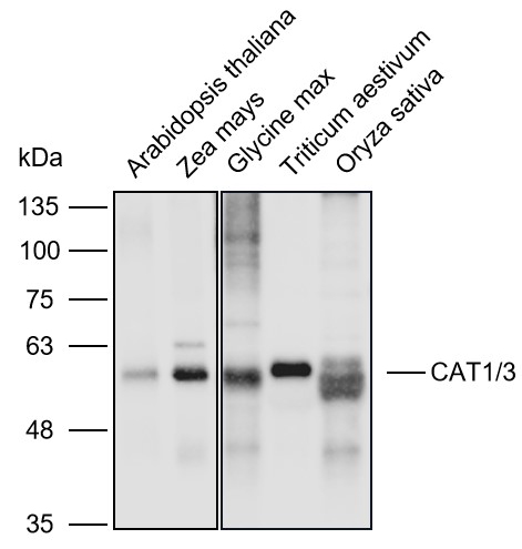 Anti-CAT1/3 polyclonal Antibod