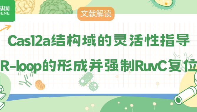 【文献解读】Cas12a结构域的灵活性指导R-loop的形成并强制RuvC复位