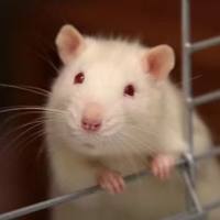 小动物行为学评估